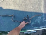 1995-97 Jaguar XJ6 4.0L (X300) Heater Bypass Hose,, MNA6724DC, MNA6724CC. Fixed Price $59.95.