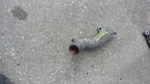 Coolant Inlet/thermostat Housing Fits Luminacar 1997 652535. Fixed Price $46.19.