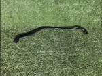 11-17 Bmw X3 F25 Thermostat Housing W/ Hose 7601859 N20B20 28IX. Fixed Price $32.99.